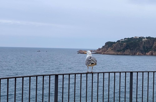 Platja d'Aro Apartment | 30 m from the beach, overlooking the Marina: beautiful apartment with balcony and wifi