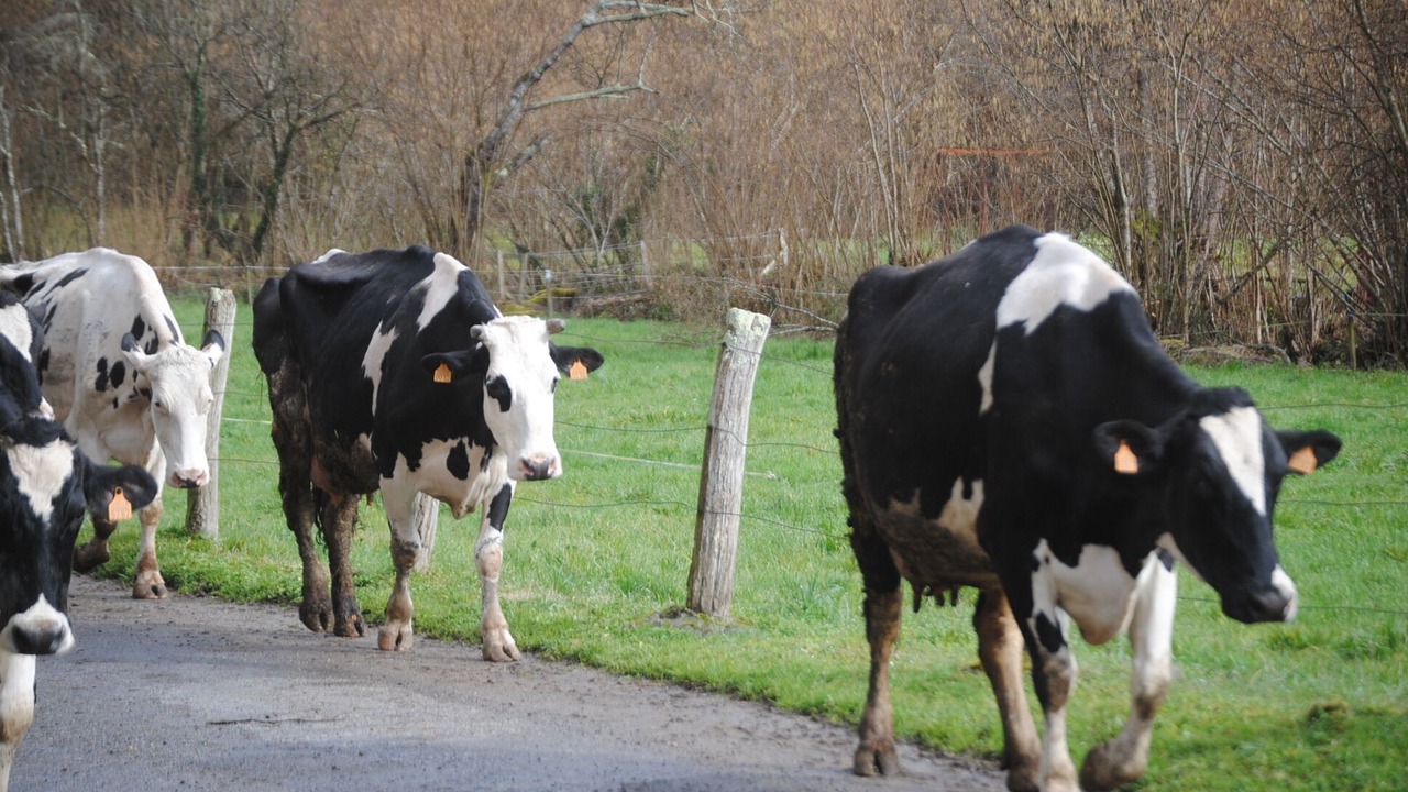 Photo of Others in Yerbo
