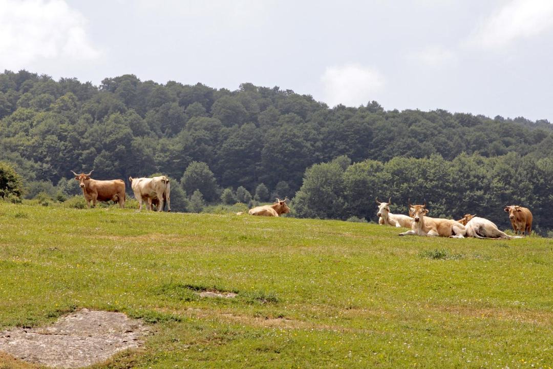 Photo of Others in Olaldea