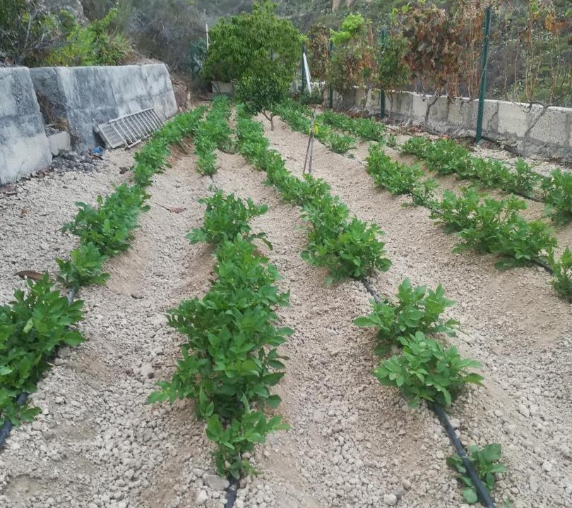 Photo of Outdoor in Guimar